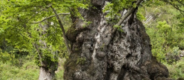 U vechju castagnu di U Pianellu elettu "arburu di l'annu" U vechju castagnu di U Pianellu elettu "arburu di l'annu"