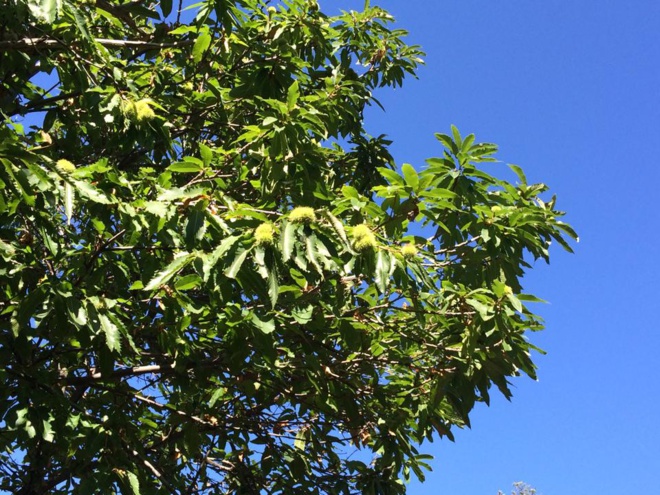 A guerra contr'à u cynips avanza A guerra contr'à u cynips avanza