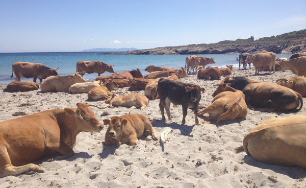 29 ragioni di vene in Corsica