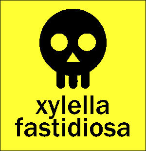 6 dumande nant'à a xylellaccia fastidiosa 6 dumande nant'à a xylellaccia fastidiosa