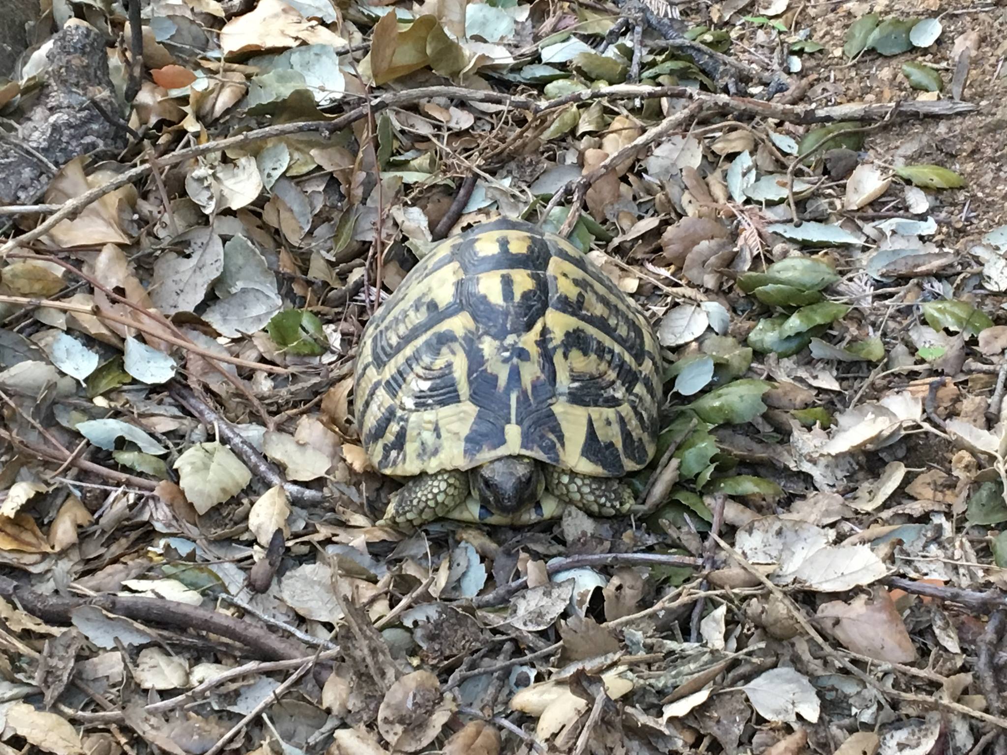 L'animali nustrali in perìculu