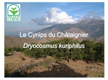 Ponu e seghe ghjuvà à qualcosa ? Ponu e seghe ghjuvà à qualcosa ?