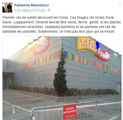 6 dumande nant'à a xylellaccia fastidiosa