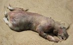 Cumu fà scappà i turisti ? Fate vene u 'mostru di Montauk' !