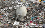 90% di a sciarcutteria corsa hè chinese