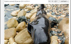 Balena morta in Aiacciu : avia anch'ella manghjatu à u Quick ?