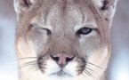 Hè mortu l'ultimu cougar