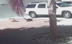Un ghjattu face scappà u cane è salva un zitellu