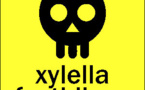 È s'ella ghjunghje a xylella "ebola" fastidiosa, chì femu ?