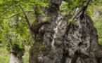 U vechju castagnu di U Pianellu elettu "arburu di l'annu"