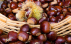 47 shades of castagne