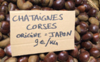 SOS farina pisticcina