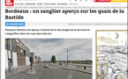 Invasione di cignali in Bordeaux