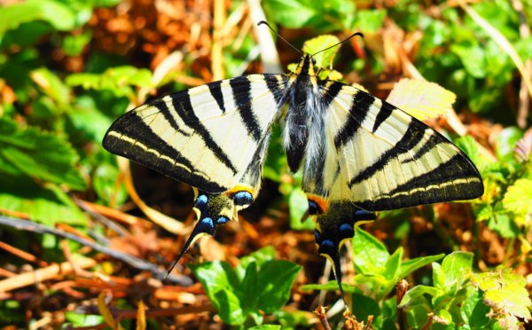 È voi, cume u chjamate u “papillon” ?