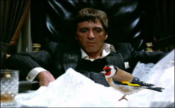 E cardelline vs Tony Montana