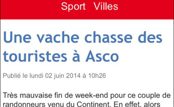 In Ascu, una vacca ùn ne pò digià più di i turisti