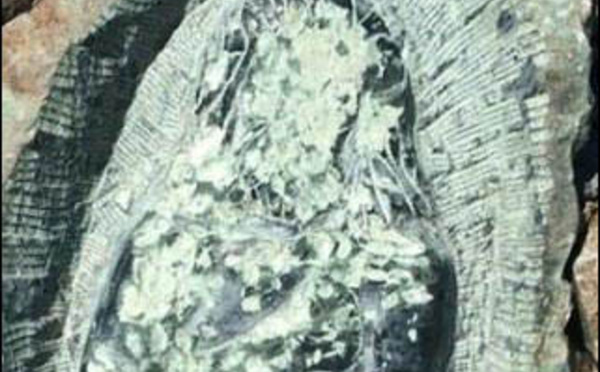 I conni sò di ritornu in muntagna